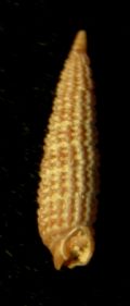 Cerithiopsis tubercularis